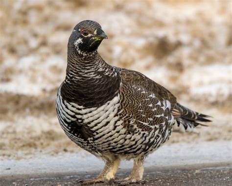 Spruce Grouse | Audubon Field Guide