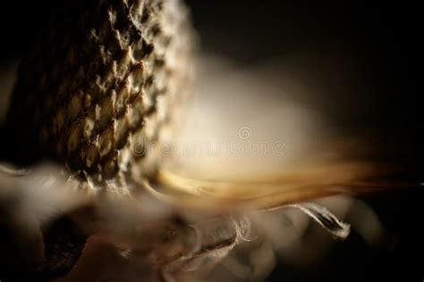 Macro Abstract of Single Plant Seed Head Stock Image - Image of head ... 