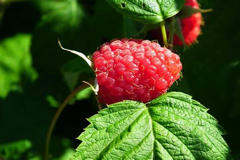 Raspberry Fruit Ripe - Free photo on Pixabay - Pixabay