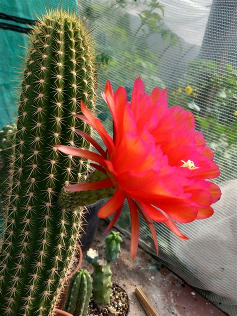 Trichocereus Grandiflorus Hybrid Bijzondere Tuinplanten