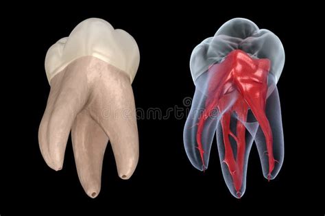 Anatomie Dentaire Première Dent Molaire Maxillaire Illustration 3d