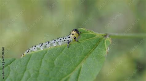 Vidéo Stock Spotted sawfly larvae on a red currant bush One of the