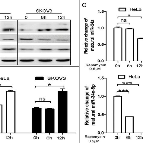 Rapamycin Induced Autophagy Is Accompanied With The Upregulation Of Download Scientific Diagram