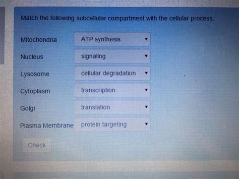 Solved Match the following subcellular compartment with the | Chegg.com 