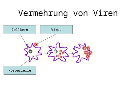 Ppt Vermehrung Von Viren Zellkern K Rperzelle Virus Powerpoint