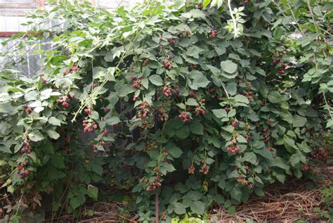 Ежевика Садовая куст (71 фото) » НА ДАЧЕ ФОТО