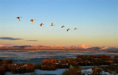 Seven Great National Wildlife Refuges Everyone Should Visit Audubon