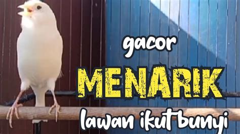 Pancingan Suara Kenari Gacor Merangsang Kenari Malas Bunyi Jadi Ikut