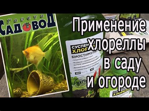 Применение хлореллы в саду и огороде - YouTube