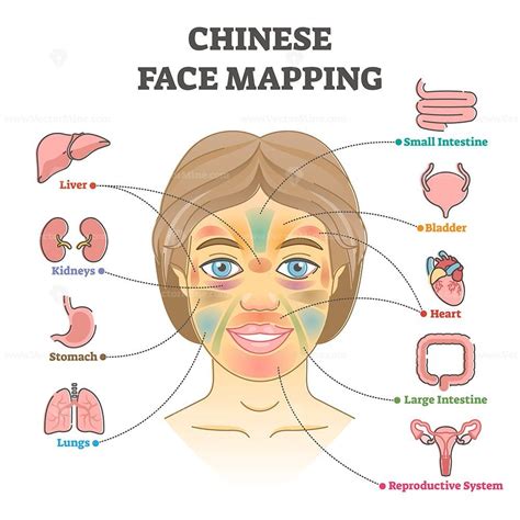 Description Chinese Face Mapping As Alternative Medicine Health