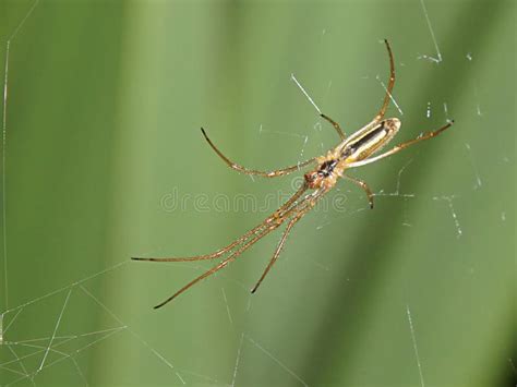 Long Jawed Orb Weaver Spiders Long Jawed Orb Weaver Spider