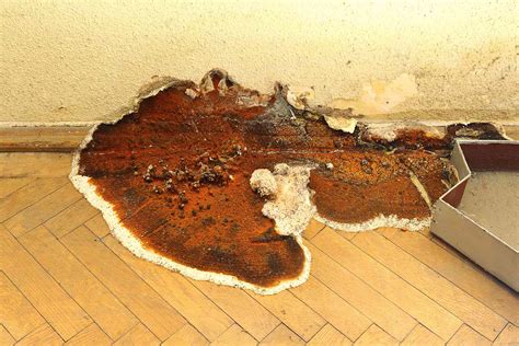 How To Repair Dry Rot In 5 Steps Checkatrade