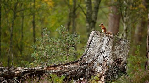 Rewilding Britain in Five Years | Rewilding Britain