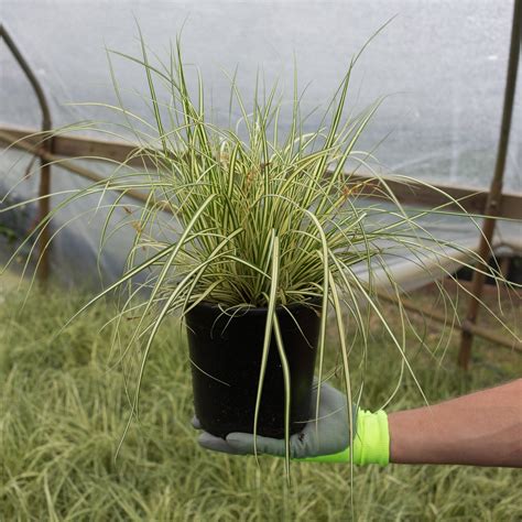 Evergold Striped Weeping Sedge for Sale Online - The Greenhouse