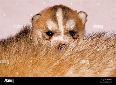 Alaskan Husky Canis Lupus F Familiaris Whelps Stock Photo Alamy