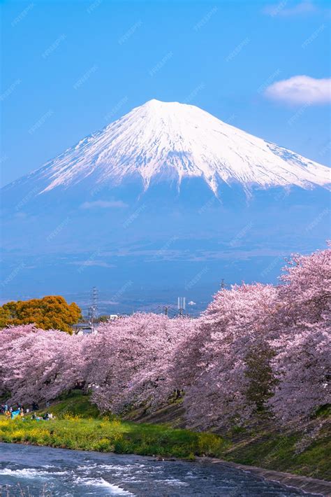 Mount Fuji Cherry Blossom