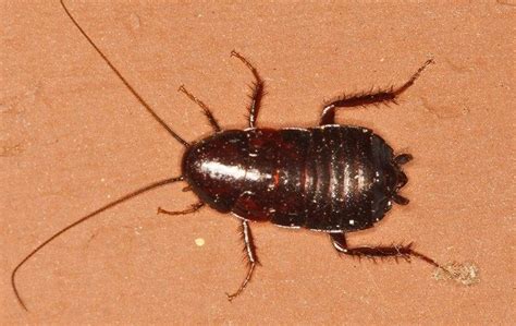 Oriental Cockroach Identification Prevention In Elizabeth City NC