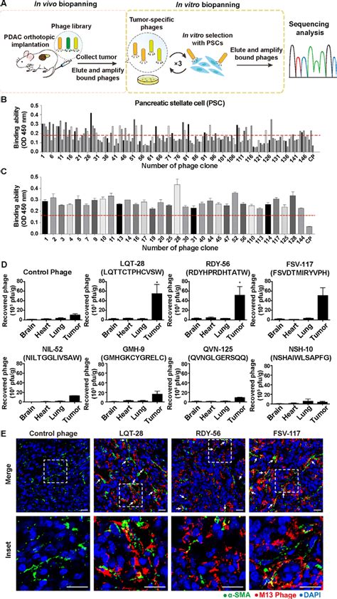 In Vitro In Vivo Combinatorial Biopanning Of The Ph D 12 Phage Display