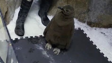King penguin chick ‘Louie’ now on display at Kansas City Zoo | Kansas
