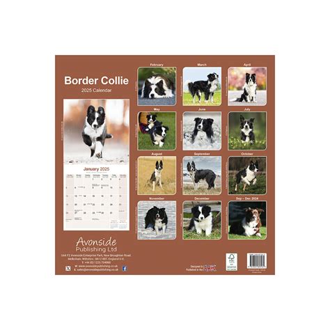 Calendrier Mural 2025 Chien De Race Border Collie Chien De Berger Troupeau