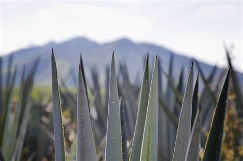 Gobierno Del Estado De Jalisco