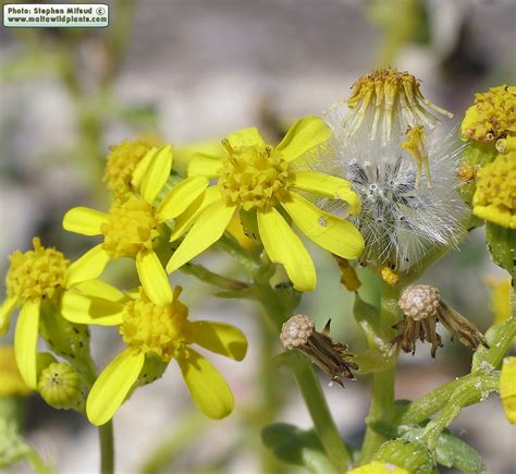 Senecio Leucanthemifolius Coastal Ragwort Maltawildplants The