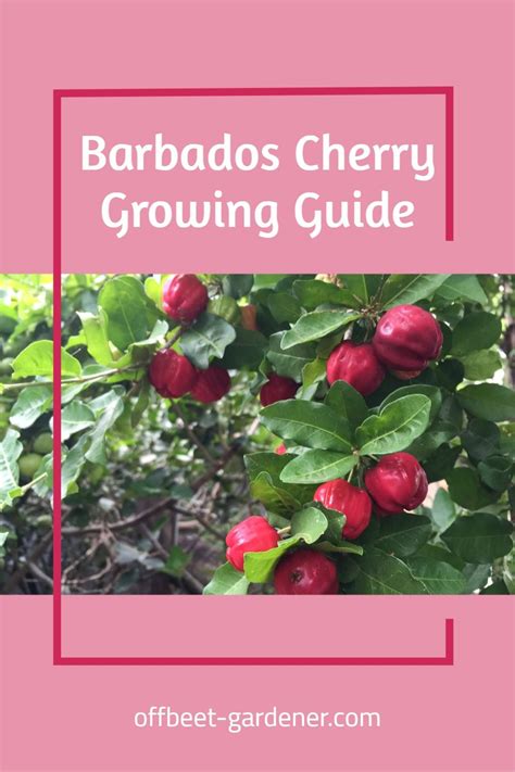 How To Grow Cherry Trees From Pits Artofit