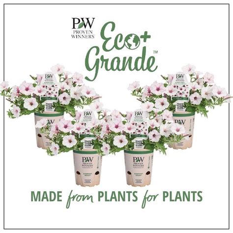 Proven Winners Pack In Eco Grande Supertunia Vista Silverberry