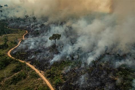 Brazilian Amazon Deforestation Surges To Highest Level In A Decade