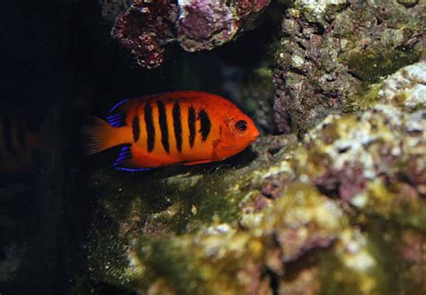 Poisson Ange Flamboyant Photos Banque Dimages Et Photos Libres De