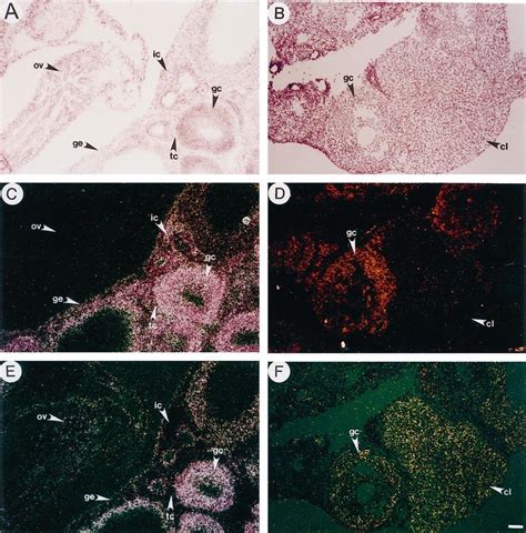 Expression Of GATA 4 And GATA 6 Message In Adult Mouse Ovary Bright