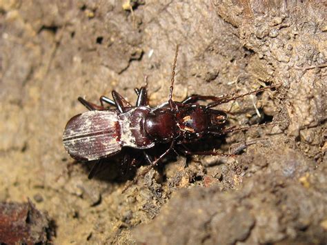 Pterostichus microps from Советский р-н, Владивосток, Приморский край, Россия on October 1, 2006 ...