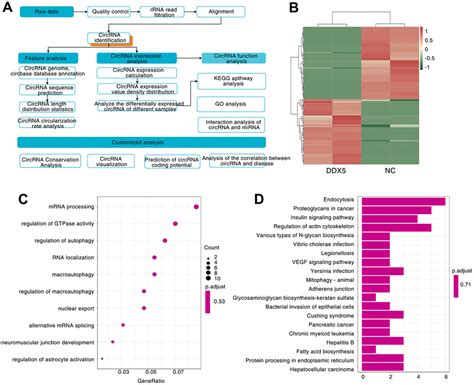 Rna Helicase Ddx Induced Circphf Promotes Gastric Cancer Cell