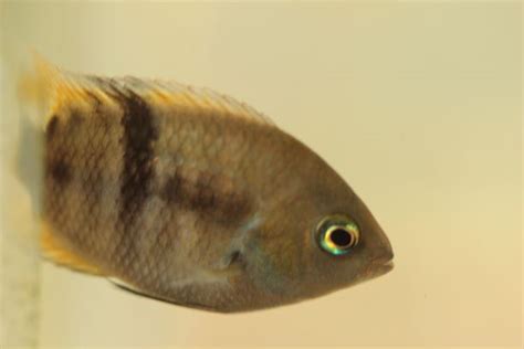 Amatitlania Sajica Tristans Tropical Fish