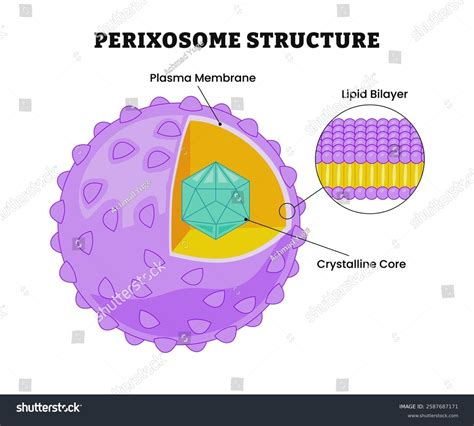 Peroxisome Structure Anatomy Labeled Plasma Membrane Stock Vector ... 