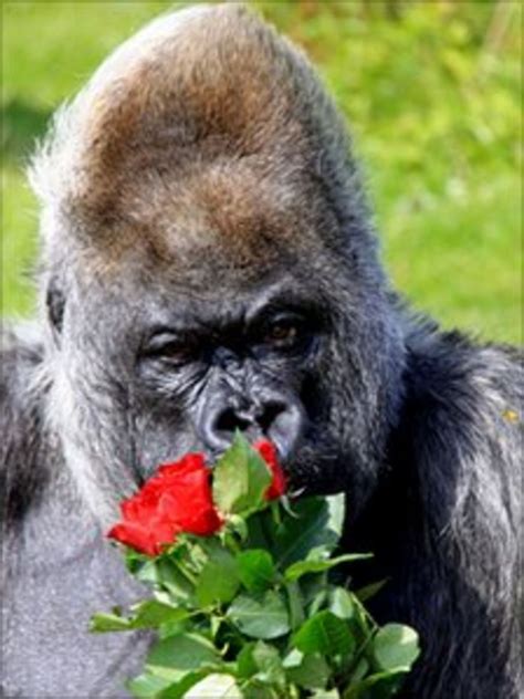 Longleat Safari Park Western Lowland Gorilla Marks 50th Birthday