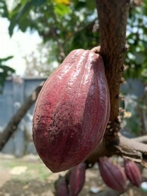 Tiny cacao flowers and fickle midges are part of a pollination puzzle that limits chocolate ...