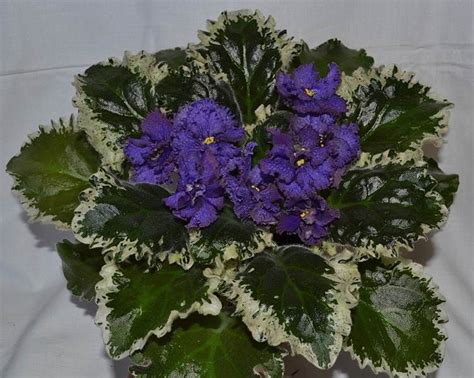 ЛЕ-Седой Граф1.JPG | African violets, Floral wreath, Flowers