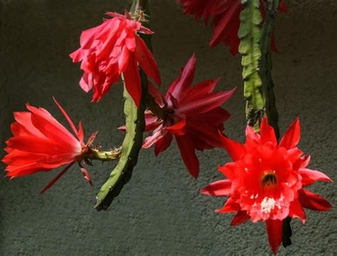 Subespecies Disocactus Ackermannii Conzattianus Inaturalist Mexico