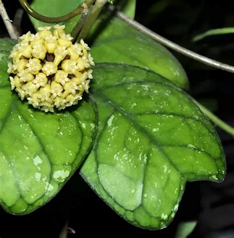 Hoya Deykei Large Plant LM Tropics Home