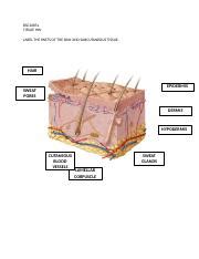 Bsc L Parts Of Skin Hw Docx Bsc L Tissue Hw Label The Parts