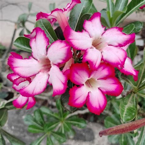 Premium Photo | Adenium flowers in the garden