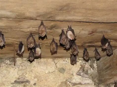 Bats in Thatched Roof - Village & Cottage