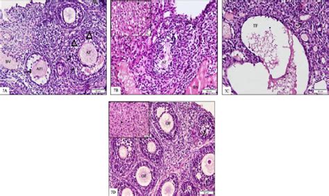 Photomicrographs Of Ovarian H E Stained Sections A Group Ii