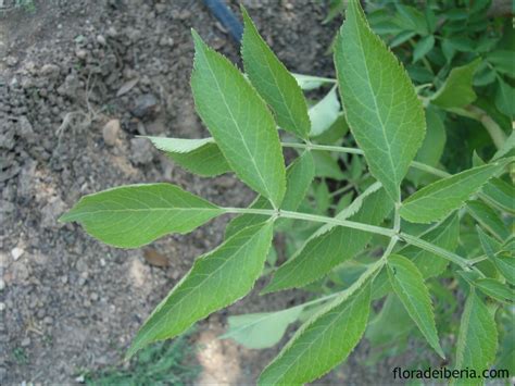 Sambucus Nigra Saúco