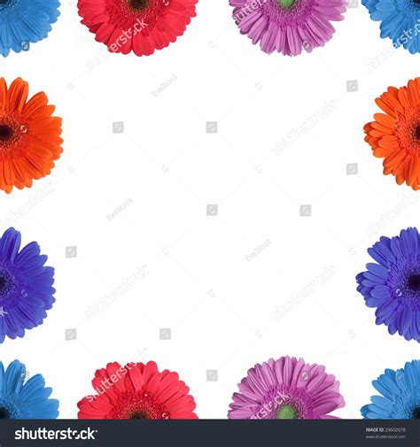 Gerber Daisy Floral Border Stock Photo 29602078 Shutterstock