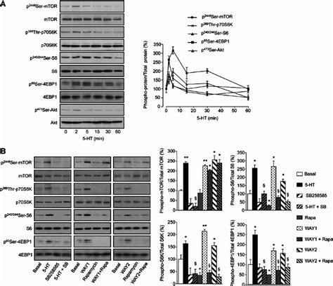 Transient Stimulation Of Mtor Signalling Upon Ht Receptor