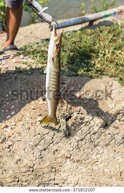 Bait Bite Barracuda Seapike Stock Photo 371852107 | Shutterstock