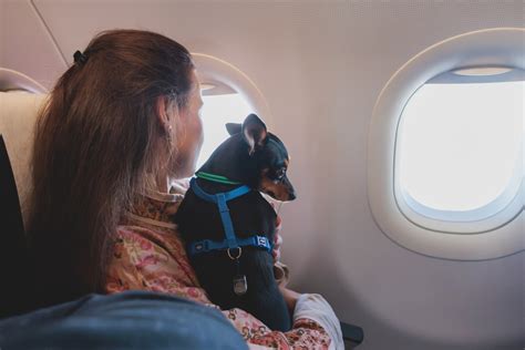 Qu Documentos Necesita Tu Perro Para Viajar Al Extranjero Iccc