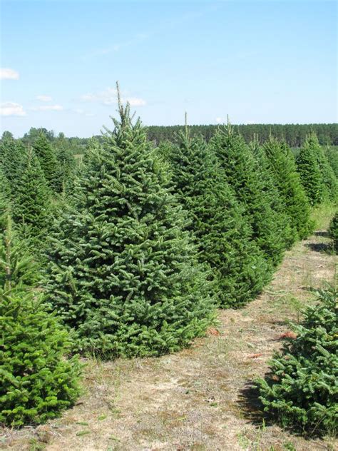 Canaan / Balsam Fir | Wholesale Christmas Trees